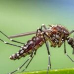 As summer begins, mosquitoes wreak havoc in Gola, the problem increases due to the negligence of the municipality and public representatives.