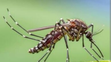 As summer begins, mosquitoes wreak havoc in Gola, the problem increases due to the negligence of the municipality and public representatives.