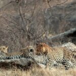 लखनऊ, बिजनौर, उत्तर प्रदेश, वन विभाग, तेंदुआ हमला, मानव वन्यजीव संघर्ष, leopard sterilization India, UP wildlife news, Bijnor leopard conflict, forest department UP, wildlife conservation India, #Leopard, #WildlifeNews, #UPNews, #Bijnor, #ForestDepartment, #BreakingNews,leopard population control India, sterilization of leopards, wildlife management UP, Bijnor leopard issue, forest department news, Hindi wildlife news,यूपी तेंदुआ नसबंदी योजना, leopard sterilization UP, Bijnor leopard news, human wildlife conflict UP, leopard population India, UP forest department plan, leopard attack news UP,