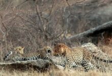 लखनऊ, बिजनौर, उत्तर प्रदेश, वन विभाग, तेंदुआ हमला, मानव वन्यजीव संघर्ष, leopard sterilization India, UP wildlife news, Bijnor leopard conflict, forest department UP, wildlife conservation India, #Leopard, #WildlifeNews, #UPNews, #Bijnor, #ForestDepartment, #BreakingNews,leopard population control India, sterilization of leopards, wildlife management UP, Bijnor leopard issue, forest department news, Hindi wildlife news,यूपी तेंदुआ नसबंदी योजना, leopard sterilization UP, Bijnor leopard news, human wildlife conflict UP, leopard population India, UP forest department plan, leopard attack news UP,