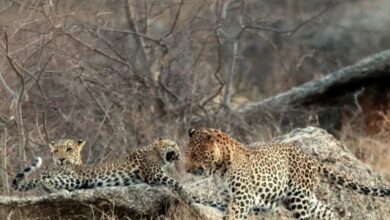 लखनऊ, बिजनौर, उत्तर प्रदेश, वन विभाग, तेंदुआ हमला, मानव वन्यजीव संघर्ष, leopard sterilization India, UP wildlife news, Bijnor leopard conflict, forest department UP, wildlife conservation India, #Leopard, #WildlifeNews, #UPNews, #Bijnor, #ForestDepartment, #BreakingNews,leopard population control India, sterilization of leopards, wildlife management UP, Bijnor leopard issue, forest department news, Hindi wildlife news,यूपी तेंदुआ नसबंदी योजना, leopard sterilization UP, Bijnor leopard news, human wildlife conflict UP, leopard population India, UP forest department plan, leopard attack news UP,