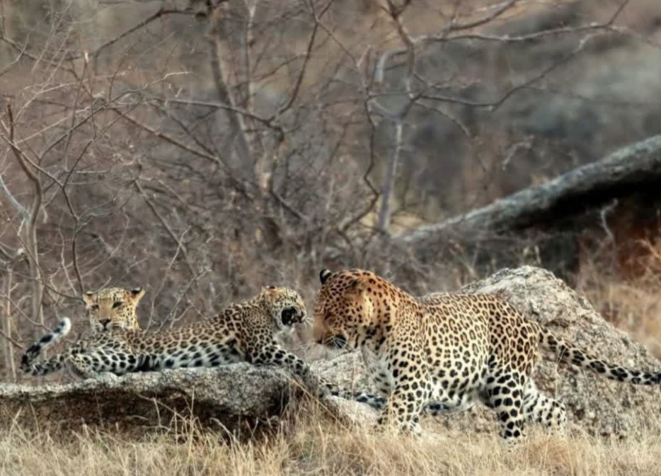 लखनऊ, बिजनौर, उत्तर प्रदेश, वन विभाग, तेंदुआ हमला, मानव वन्यजीव संघर्ष, leopard sterilization India, UP wildlife news, Bijnor leopard conflict, forest department UP, wildlife conservation India, #Leopard, #WildlifeNews, #UPNews, #Bijnor, #ForestDepartment, #BreakingNews,leopard population control India, sterilization of leopards, wildlife management UP, Bijnor leopard issue, forest department news, Hindi wildlife news,यूपी तेंदुआ नसबंदी योजना, leopard sterilization UP, Bijnor leopard news, human wildlife conflict UP, leopard population India, UP forest department plan, leopard attack news UP,