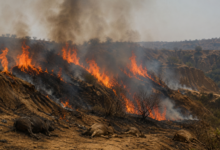 चंबल बीहड़ आग, आगरा आग खबर, पिनाहट आगरा न्यूज, चंबल जंगल में आग, आगरा ताजा खबर, यूपी आग घटना, किसानों का भूसा जला, आगरा ग्रामीण समाचार, चंबल क्षेत्र हादसा, उत्तर प्रदेश ब्रेकिंग न्यूज,Agra Chambal fire, Chambal ravines fire, Pinahat Agra news, Massive fire Agra, UP fire incident, Chambal forest fire, Farmer hay burnt Agra, Uttar Pradesh latest news, Animal death in fire, Breaking news Agra,चंबल आग फोटो, आगरा आग तस्वीर, बीहड़ में धुआं, ग्रामीण आग बुझाते हुए, खेत में आग समाचार,Chambal fire image, Agra blaze photo, Ravines smoke image, villagers extinguish fire, field fire news,#Agra #Chambal #Fire #BreakingNews #UPNews #Pinahat #UttarPradesh #ForestFire #HindiNews #LocalNews