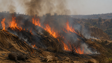चंबल बीहड़ आग, आगरा आग खबर, पिनाहट आगरा न्यूज, चंबल जंगल में आग, आगरा ताजा खबर, यूपी आग घटना, किसानों का भूसा जला, आगरा ग्रामीण समाचार, चंबल क्षेत्र हादसा, उत्तर प्रदेश ब्रेकिंग न्यूज,Agra Chambal fire, Chambal ravines fire, Pinahat Agra news, Massive fire Agra, UP fire incident, Chambal forest fire, Farmer hay burnt Agra, Uttar Pradesh latest news, Animal death in fire, Breaking news Agra,चंबल आग फोटो, आगरा आग तस्वीर, बीहड़ में धुआं, ग्रामीण आग बुझाते हुए, खेत में आग समाचार,Chambal fire image, Agra blaze photo, Ravines smoke image, villagers extinguish fire, field fire news,#Agra #Chambal #Fire #BreakingNews #UPNews #Pinahat #UttarPradesh #ForestFire #HindiNews #LocalNews