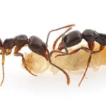 एशियन नीडल एंट अमेरिका अलर्ट, Asian needle ant USA alert United States health news, अमेरिका खतरनाक चींटी खबर, USA dangerous ant news health alert, फ्लोरिडा टेक्सास न्यूयॉर्क चींटी खतरा, Florida Texas New York ant risk USA, कीट संक्रमण खबर अमेरिका, insect invasion news United States, स्वास्थ्य चेतावनी अमेरिका, health advisory USA insect bite news, अंतरराष्ट्रीय खबर, international news USA insect alert,#AsianNeedleAnt, #USAlert, #HealthNews, #BreakingNews, #InsectAlert, #USA, #DangerousAnt,एशियन नीडल एंट फोटो, Asian needle ant image, खतरनाक चींटी फोटो, dangerous ant image, insect bite image, health alert insect photo,