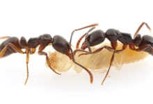 एशियन नीडल एंट अमेरिका अलर्ट, Asian needle ant USA alert United States health news, अमेरिका खतरनाक चींटी खबर, USA dangerous ant news health alert, फ्लोरिडा टेक्सास न्यूयॉर्क चींटी खतरा, Florida Texas New York ant risk USA, कीट संक्रमण खबर अमेरिका, insect invasion news United States, स्वास्थ्य चेतावनी अमेरिका, health advisory USA insect bite news, अंतरराष्ट्रीय खबर, international news USA insect alert,#AsianNeedleAnt, #USAlert, #HealthNews, #BreakingNews, #InsectAlert, #USA, #DangerousAnt,एशियन नीडल एंट फोटो, Asian needle ant image, खतरनाक चींटी फोटो, dangerous ant image, insect bite image, health alert insect photo,