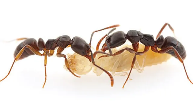 एशियन नीडल एंट अमेरिका अलर्ट, Asian needle ant USA alert United States health news, अमेरिका खतरनाक चींटी खबर, USA dangerous ant news health alert, फ्लोरिडा टेक्सास न्यूयॉर्क चींटी खतरा, Florida Texas New York ant risk USA, कीट संक्रमण खबर अमेरिका, insect invasion news United States, स्वास्थ्य चेतावनी अमेरिका, health advisory USA insect bite news, अंतरराष्ट्रीय खबर, international news USA insect alert,#AsianNeedleAnt, #USAlert, #HealthNews, #BreakingNews, #InsectAlert, #USA, #DangerousAnt,एशियन नीडल एंट फोटो, Asian needle ant image, खतरनाक चींटी फोटो, dangerous ant image, insect bite image, health alert insect photo,