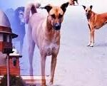 सुप्रीम कोर्ट आवारा कुत्ते फैसला, स्ट्रे डॉग न्यूज, आवारा कुत्ते आदेश, सुप्रीम कोर्ट बड़ा फैसला, पब्लिक हेल्थ मुद्दा, एनिमल वेलफेयर बोर्ड, आवारा कुत्ते हटेंगे, रेबीज खतरा, सार्वजनिक सुरक्षा समाचार, भारत समाचार, नई दिल्ली न्यूज, कानूनी खबर,Supreme Court Stray Dogs Order, Stray Dog News India, Public Safety Supreme Court, Animal Welfare Board News, Stray Dogs Removal Order, India Legal News, Rabies Concern India, Supreme Court Decision Today, Public Health News, National News India,आवारा कुत्ते फोटो, सुप्रीम कोर्ट भवन, स्ट्रे डॉग अभियान, सार्वजनिक सुरक्षा, नगर निगम कार्रवाई, कोर्ट सुनवाई, रेबीज खतरा, भारत समाचार,Stray Dog Image, Supreme Court Building Photo, Dog Control Campaign, Public Safety News, Municipal Action Image, Court Hearing Photo, Rabies Awareness Picture, India News Image,#SupremeCourt, #StrayDogs, #PublicSafety, #AnimalWelfareBoard, #BreakingNews, #IndiaNews, #LegalNews, #DogControl, #RabiesAwareness, #NationalNews, #SupremeCourtOrder, #PublicHealth,
