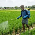 राजस्थान कीटनाशक मौतें, किसानों की मौत, राजस्थान किसान समाचार, कीटनाशक दवा खतरा, राजस्थान विधानसभा, कृषि विभाग रिपोर्ट, घटिया कीटनाशक, किसान सुरक्षा, बीकानेर किसान मौत, चूरू किसान समाचार, हनुमानगढ़ कृषि खबर, कृषि संकट राजस्थान, कीटनाशक जांच रिपोर्ट, किसान स्वास्थ्य, राष्ट्रीय कृषि समाचार,Rajasthan Pesticide Deaths, Farmer Deaths Rajasthan, Pesticide Poisoning News, Rajasthan Assembly News, Agriculture Department Report, Failed Pesticide Samples, Farmer Safety India, Rajasthan Agriculture News, Bikaner Farmers News, Churu Agriculture News, Hanumangarh Farmers, Agrochemical Safety, Pesticide Quality Test, India Farming News, National Agriculture News,कीटनाशक छिड़काव, किसान खेत में काम करते हुए, राजस्थान खेती, कृषि रसायन, किसान सुरक्षा उपकरण, कीटनाशक जांच, कृषि विभाग, खेतों में रसायन, किसान स्वास्थ्य जोखिम, राजस्थान किसान,Pesticide Spraying, Farmers in Field, Rajasthan Agriculture, Agro Chemicals, Farmer Safety Gear, Pesticide Testing, Agriculture Department, Farming Chemicals, Health Risk Farmers, Rajasthan Farmers,#RajasthanNews, #FarmerDeaths, #PesticideNews, #AgricultureNews, #KisanSamachar, #RajasthanAssembly, #FarmerSafety, #PesticidePoisoning, #BikanerNews, #ChuruNews, #HanumangarhNews, #AgricultureCrisis, #KisanNews, #NationalNews, #HindiNews, #BreakingNews, #AgroChemicals, #FarmingIndia, #RajasthanFarmers, #LatestNews,