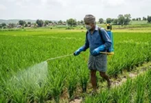 राजस्थान कीटनाशक मौतें, किसानों की मौत, राजस्थान किसान समाचार, कीटनाशक दवा खतरा, राजस्थान विधानसभा, कृषि विभाग रिपोर्ट, घटिया कीटनाशक, किसान सुरक्षा, बीकानेर किसान मौत, चूरू किसान समाचार, हनुमानगढ़ कृषि खबर, कृषि संकट राजस्थान, कीटनाशक जांच रिपोर्ट, किसान स्वास्थ्य, राष्ट्रीय कृषि समाचार,Rajasthan Pesticide Deaths, Farmer Deaths Rajasthan, Pesticide Poisoning News, Rajasthan Assembly News, Agriculture Department Report, Failed Pesticide Samples, Farmer Safety India, Rajasthan Agriculture News, Bikaner Farmers News, Churu Agriculture News, Hanumangarh Farmers, Agrochemical Safety, Pesticide Quality Test, India Farming News, National Agriculture News,कीटनाशक छिड़काव, किसान खेत में काम करते हुए, राजस्थान खेती, कृषि रसायन, किसान सुरक्षा उपकरण, कीटनाशक जांच, कृषि विभाग, खेतों में रसायन, किसान स्वास्थ्य जोखिम, राजस्थान किसान,Pesticide Spraying, Farmers in Field, Rajasthan Agriculture, Agro Chemicals, Farmer Safety Gear, Pesticide Testing, Agriculture Department, Farming Chemicals, Health Risk Farmers, Rajasthan Farmers,#RajasthanNews, #FarmerDeaths, #PesticideNews, #AgricultureNews, #KisanSamachar, #RajasthanAssembly, #FarmerSafety, #PesticidePoisoning, #BikanerNews, #ChuruNews, #HanumangarhNews, #AgricultureCrisis, #KisanNews, #NationalNews, #HindiNews, #BreakingNews, #AgroChemicals, #FarmingIndia, #RajasthanFarmers, #LatestNews,