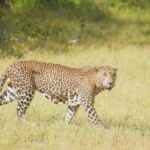 बहराइच में तेंदुए का हमला, Bahraich leopard attack, बहराइच तेंदुआ वीडियो वायरल, कतर्नियाघाट वन्य जीव प्रभाग, बिछिया गिरिजापुरी तेंदुआ, यूपी में तेंदुए का आतंक, मादा तेंदुआ हमला, तेंदुआ शावक के साथ, बहराइच वन विभाग अलर्ट, उत्तर प्रदेश वन्यजीव समाचार,Bahraich Leopard Attack, Female Leopard Attack Bahraich, Katarniaghat Wildlife Sanctuary Leopard, Leopard Viral Video UP, Leopard Attack on Bike Rider, Bahraich Wildlife News, Uttar Pradesh Leopard Incident, Forest Department Alert UP,बहराइच में बाइक सवार पर हमला करती मादा तेंदुआ, कतर्नियाघाट में तेंदुए का वीडियो, दो शावकों के साथ घूमती मादा तेंदुआ, वन विभाग की टीम कांबिंग,Bahraich Leopard Attack, Female Leopard Attack Bahraich, Katarniaghat Wildlife Sanctuary Leopard, Leopard Viral Video UP, Leopard Attack on Bike Rider, Bahraich Wildlife News, Uttar Pradesh Leopard Incident, Forest Department Alert UP,Female leopard attacking bike rider in Bahraich, Leopard with two cubs in UP village, Katarniaghat leopard video, Forest department rescue operation