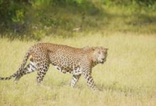बहराइच में तेंदुए का हमला, Bahraich leopard attack, बहराइच तेंदुआ वीडियो वायरल, कतर्नियाघाट वन्य जीव प्रभाग, बिछिया गिरिजापुरी तेंदुआ, यूपी में तेंदुए का आतंक, मादा तेंदुआ हमला, तेंदुआ शावक के साथ, बहराइच वन विभाग अलर्ट, उत्तर प्रदेश वन्यजीव समाचार,Bahraich Leopard Attack, Female Leopard Attack Bahraich, Katarniaghat Wildlife Sanctuary Leopard, Leopard Viral Video UP, Leopard Attack on Bike Rider, Bahraich Wildlife News, Uttar Pradesh Leopard Incident, Forest Department Alert UP,बहराइच में बाइक सवार पर हमला करती मादा तेंदुआ, कतर्नियाघाट में तेंदुए का वीडियो, दो शावकों के साथ घूमती मादा तेंदुआ, वन विभाग की टीम कांबिंग,Bahraich Leopard Attack, Female Leopard Attack Bahraich, Katarniaghat Wildlife Sanctuary Leopard, Leopard Viral Video UP, Leopard Attack on Bike Rider, Bahraich Wildlife News, Uttar Pradesh Leopard Incident, Forest Department Alert UP,Female leopard attacking bike rider in Bahraich, Leopard with two cubs in UP village, Katarniaghat leopard video, Forest department rescue operation