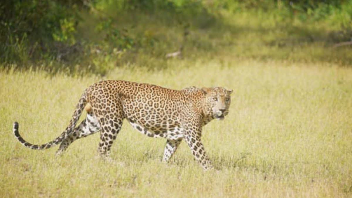 बहराइच में तेंदुए का हमला, Bahraich leopard attack, बहराइच तेंदुआ वीडियो वायरल, कतर्नियाघाट वन्य जीव प्रभाग, बिछिया गिरिजापुरी तेंदुआ, यूपी में तेंदुए का आतंक, मादा तेंदुआ हमला, तेंदुआ शावक के साथ, बहराइच वन विभाग अलर्ट, उत्तर प्रदेश वन्यजीव समाचार,Bahraich Leopard Attack, Female Leopard Attack Bahraich, Katarniaghat Wildlife Sanctuary Leopard, Leopard Viral Video UP, Leopard Attack on Bike Rider, Bahraich Wildlife News, Uttar Pradesh Leopard Incident, Forest Department Alert UP,बहराइच में बाइक सवार पर हमला करती मादा तेंदुआ, कतर्नियाघाट में तेंदुए का वीडियो, दो शावकों के साथ घूमती मादा तेंदुआ, वन विभाग की टीम कांबिंग,Bahraich Leopard Attack, Female Leopard Attack Bahraich, Katarniaghat Wildlife Sanctuary Leopard, Leopard Viral Video UP, Leopard Attack on Bike Rider, Bahraich Wildlife News, Uttar Pradesh Leopard Incident, Forest Department Alert UP,Female leopard attacking bike rider in Bahraich, Leopard with two cubs in UP village, Katarniaghat leopard video, Forest department rescue operation