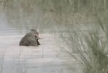 Bahraich Crocodile Attack, Ghaghra River News, Bahraich Child Attack, Crocodile Attack in UP, Bahraich Breaking News Today, Ghaghra River Accident, Saryu River Crocodile, Bahraich Forest Department, Uttar Pradesh Wildlife News, Crocodile Video Viral,#Bahraich #CrocodileAttack #GhaghraRiver #SaryuRiver #BahraichNews #UttarPradesh #BreakingNews #Wildlife #ForestDepartment #RiverSafety #UPNews #ChildSafety #Nature #IndiaNews #GoogleDiscover.Bahraich, Ghaghra River, Saryu River, Crocodile, Child, Forest Department, Police, Bondi, River Accident, Uttar Pradesh,बहराइच, घाघरा नदी, सरयू नदी, मगरमच्छ, बच्चा, वन विभाग, पुलिस, बौंडी थाना, नदी हादसा, उत्तर प्रदेश,Bahraich Crocodile Attack, Ghaghra River Crocodile, Saryu River News, Bahraich News Today, Crocodile Attack Uttar Pradesh, Bahraich Breaking News, Crocodile Attack on Child, Wildlife News India, Bondi Police Station, Uttar Pradesh News,बहराइच मगरमच्छ हमला, घाघरा नदी हादसा, सरयू नदी मगरमच्छ, बहराइच समाचार, मगरमच्छ ने बच्चे को खींचा, घाघरा नदी न्यूज, उत्तर प्रदेश हादसा, बहराइच ब्रेकिंग न्यूज, वन विभाग बहराइच, बौंडी थाना, मगरमच्छ हमला,