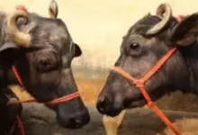 मैनपुरी में लापता भैंसा मुन्ना, मैनपुरी भैंसा मुन्ना, मैनपुरी में भैंसा लापता, मैनपुरी भैंसा चोरी, मुन्ना भैंसा लापता, मैनपुरी में भैंसा चोरी का आरोप, भैंसे को नशीला पदार्थ खिलाकर बेचने का आरोप, मैनपुरी एसपी कार्यालय, मैनपुरी पुलिस शिकायत, मैनपुरी लेटेस्ट न्यूज, मैनपुरी आज की खबर, मैनपुरी क्राइम न्यूज, चंदे से खरीदा भैंसा, 1.20 लाख में भैंसा बेचने का आरोप, मैनपुरी ग्रामीणों की शिकायत, मुन्ना भैंसा बरामदगी, मैनपुरी उत्तर प्रदेश समाचार, मैनपुरी स्थानीय समाचार, Mainpuri Missing Buffalo Munna, Mainpuri Buffalo Missing, Mainpuri Buffalo Theft Case, Munna Buffalo Missing Case, Mainpuri Police Complaint, Mainpuri SP Office Complaint, Mainpuri Latest News, Mainpuri Crime News, Buffalo Sold for 1.20 Lakh, Buffalo Theft Allegation Mainpuri, Mainpuri Villagers Complaint, Munna Buffalo Recovery, Uttar Pradesh Mainpuri News, Mainpuri Local News, Buffalo Drugged and Sold Allegation, #मैनपुरी #मैनपुरीन्यूज #मैनपुरीसमाचार #मैनपुरीपुलिस #मुन्नाभैंसा #भैंसालापता #भैंसाचोरी #एसपीकार्यालय #ग्रामीणोंकीशिकायत #उत्तरप्रदेशसमाचार #Mainpuri #MainpuriNews #MainpuriPolice #MissingBuffalo #MunnaBuffalo #BuffaloTheft #MainpuriCrimeNews #UttarPradeshNews,