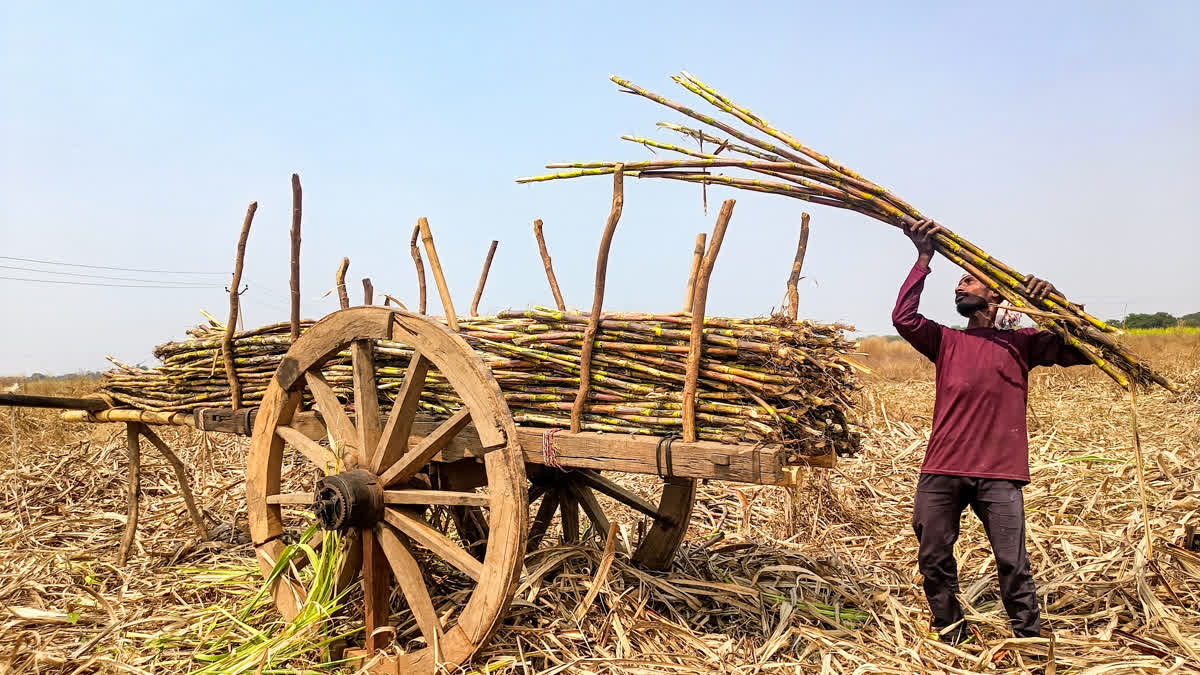 गन्ना किसान, गन्ना किसानों की समस्या, गन्ना किसान समाचार, केंद्र सरकार गन्ना किसान, गन्ना किसानों के लिए हाईलेवल कमेटी, चीनी मिलों की जांच, गन्ने की तौल में गड़बड़ी, चीनी रिकवरी में गड़बड़ी, गन्ना रिकवरी के आंकड़े, गन्ने का उचित लाभकारी मूल्य, गन्ना FRP, शिवराज सिंह चौहान, प्रल्हाद जोशी, कर्नाटक गन्ना किसान, महाराष्ट्र गन्ना किसान, कृषि समाचार, किसान समाचार,Sugarcane Farmers News, Sugarcane Farmers Committee, Sugarcane Recovery Dispute, Sugarcane Weighing Issues, Sugar Mill Inspection, Sugarcane FRP, Fair and Remunerative Price, Shivraj Singh Chouhan, Pralhad Joshi, Karnataka Sugarcane Farmers, Maharashtra Sugarcane Farmers, Agriculture News India, Farmers Issues India,#SugarcaneFarmers, #SugarcaneNews, #FarmersNews, #ShivrajSinghChouhan, #PralhadJoshi, #FRP, #AgricultureNews, #किसानसमाचार, #गन्नाकिसान, #केंद्रसरकार,